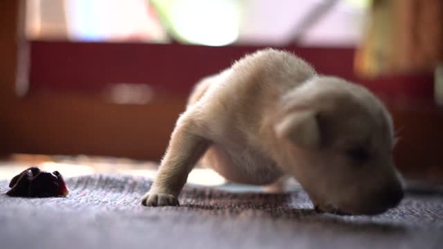 baby dog ​​walking for the first time