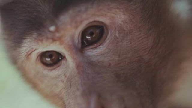 A little monkey amazes in a weird way