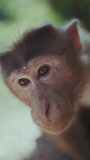 A little monkey amazes in a weird way