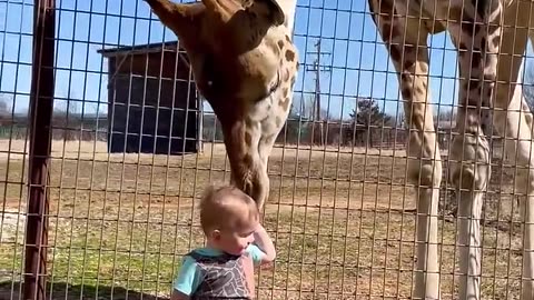 Cute Giraffe Gives Baby Smooches!