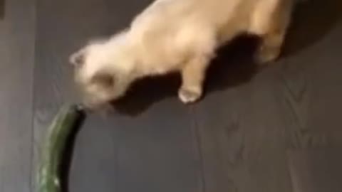 So funny cute | dogs and cats