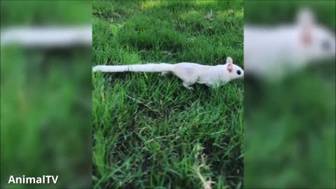 CUTE SUGAR GLIDERS Flying