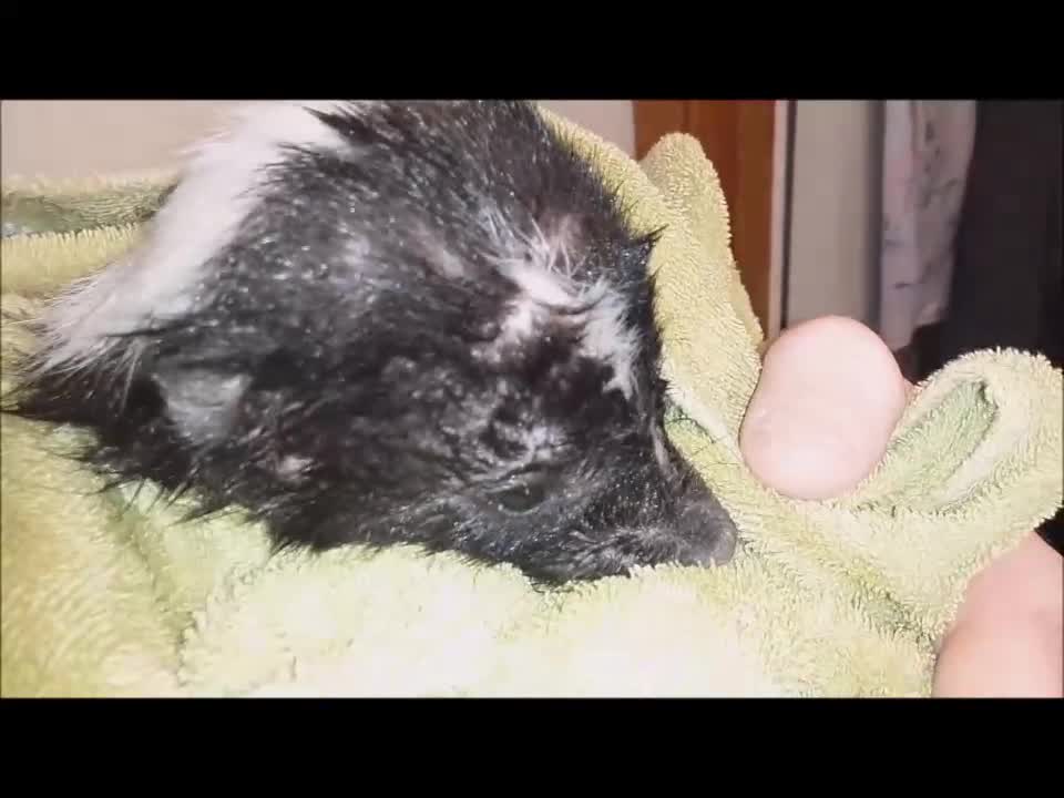 Giving a Wild Skunk a Bath! ^_^