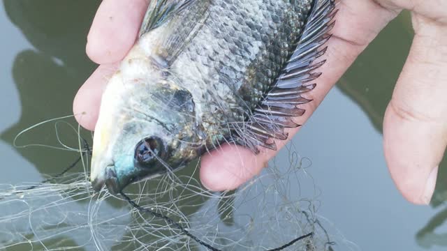 Fish in a net