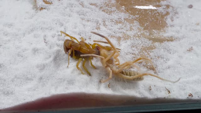 Scorpion and tarantula fights