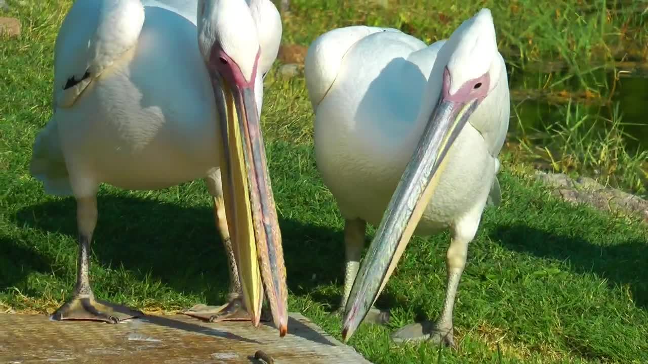 White pelicans living together