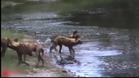 Amazing Animals Attack Wild Animals Fight Leopard Ambush Impala Animals