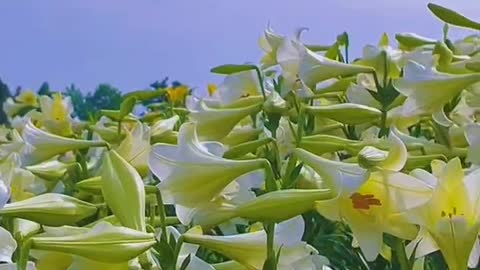 greenish lily flower