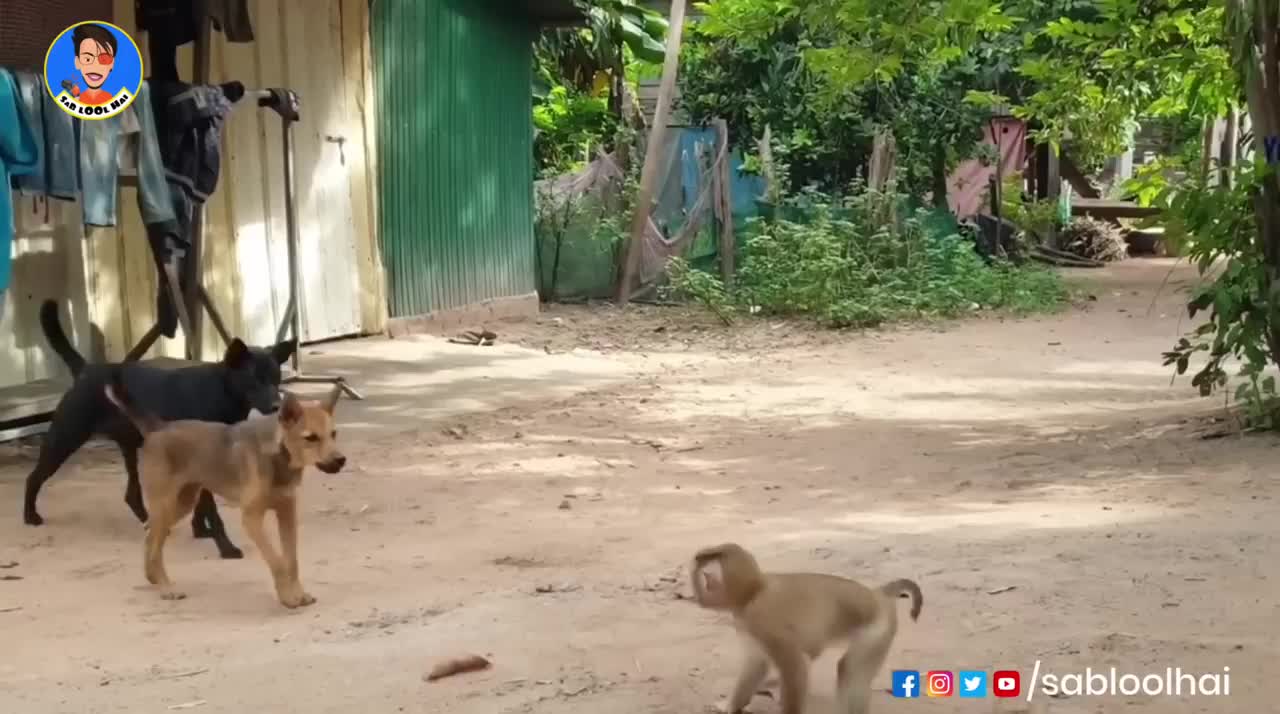 Dog 🐕 vs monkey 🐵