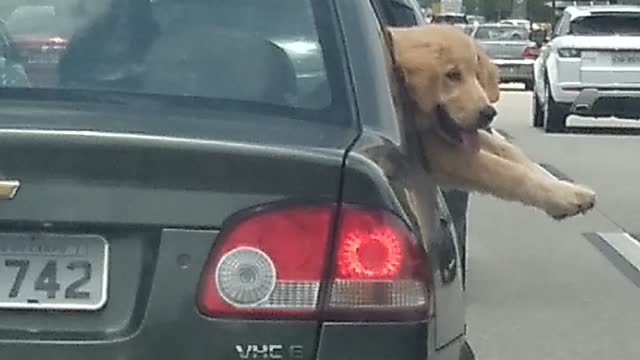 dog going to the beach