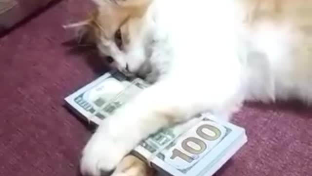 FUNNY PET VIDEO | FUNNY BABY CAT