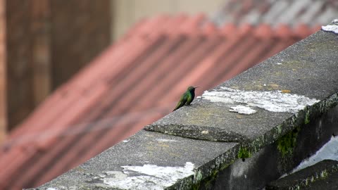 pigeons-doves-birds-pavement