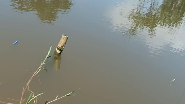 Kat fish under water