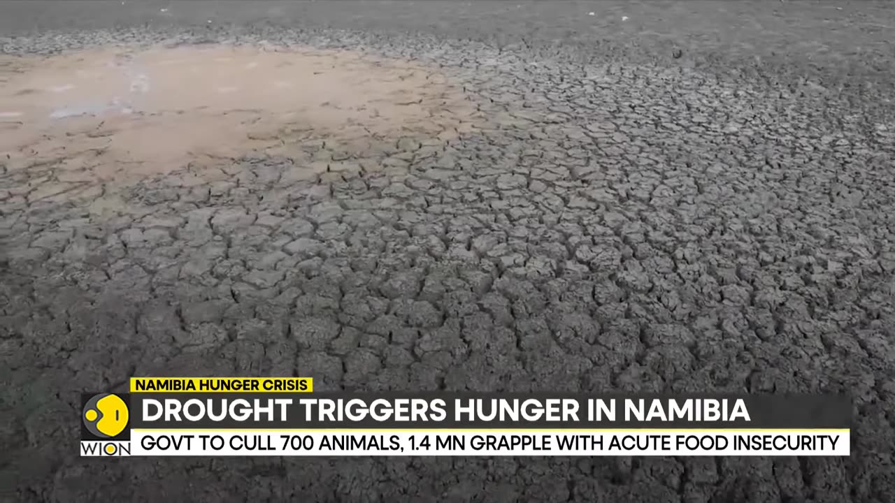 Namibia: Hunters begin killing animals, 160 culled so far | World News | WION