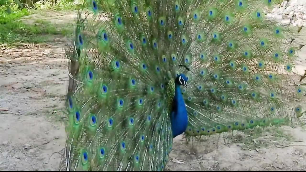 How a Peacock creates sound in open feathers to attract female peacock | Peacock dance - sound