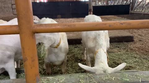 Goats' mealtime