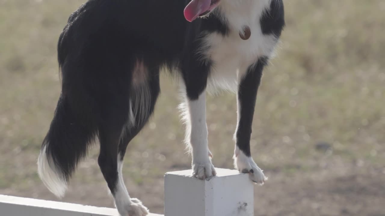 Adventurous Black and White Dog Stands on the Fence