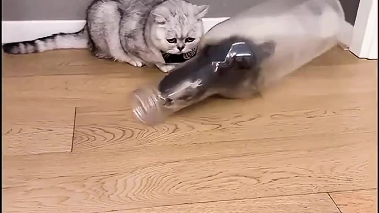 Cute cat mission bottle