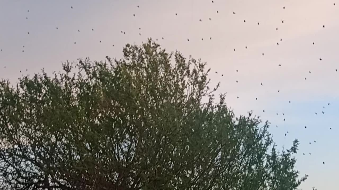 Little Spiders Work Together to Create Massive Web