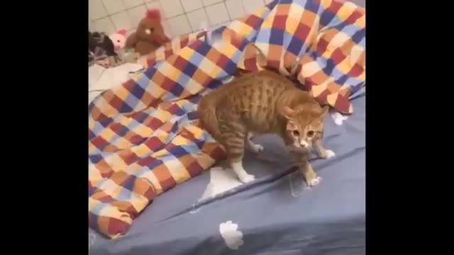 WATCH THIS! Adorable Baby Cats Videos