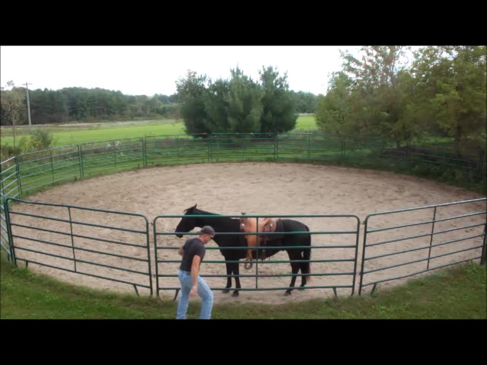 Riding horse in round pen, bridleless