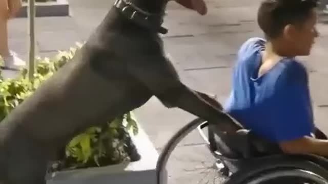 dog helping disabled person