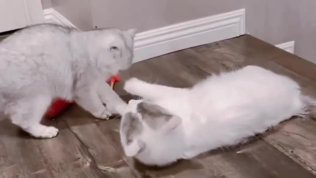 Cat playing😍 with her mom🥰 part 1 #shorts #cat