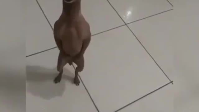 funny dogs