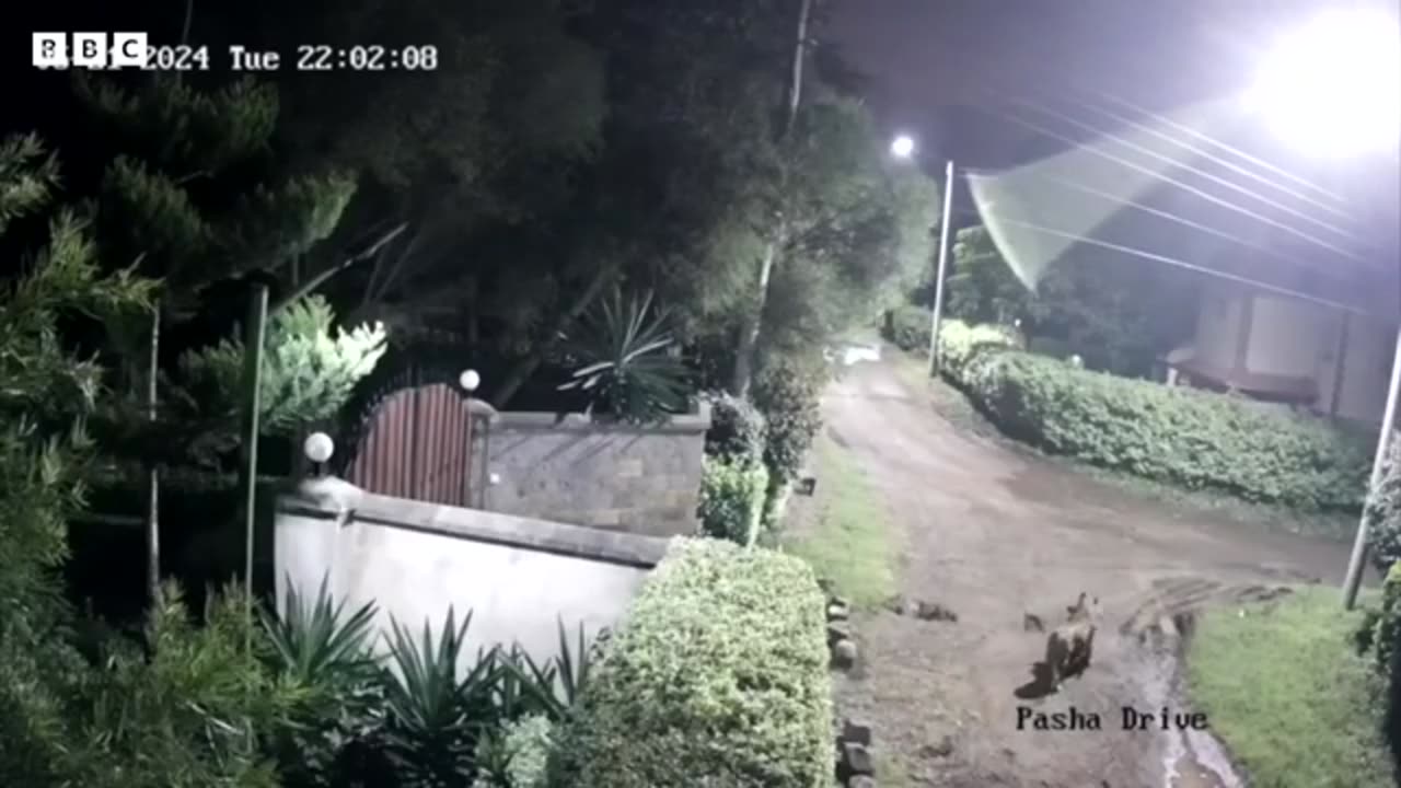 Lion caught on CCTV snatching a rottweiler - BBC Africa