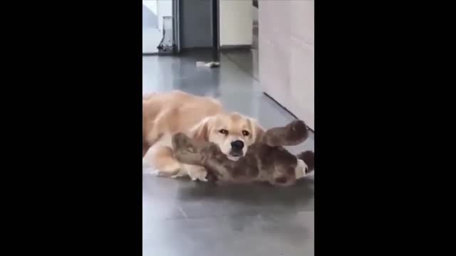 Funny Animals! Funny Dogs! Funny Videos! # Short