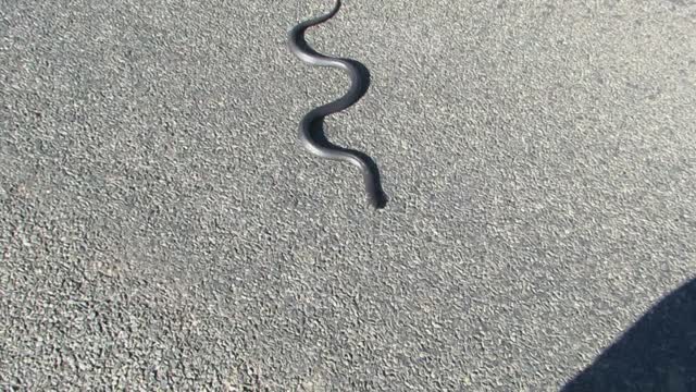 Despite Standing Still, this Snake Still Takes a Bite