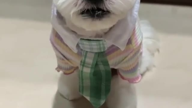 Funny puppy choosing cloth