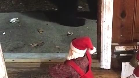 Santa Sings And Dances For Black Bear