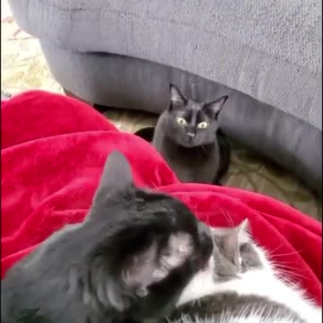 Angry Cat, because jealous