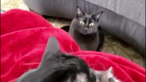 Angry Cat, because jealous