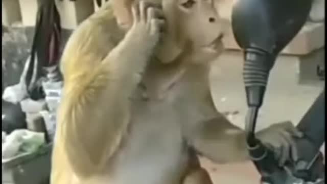 Monkey is face very funny video v