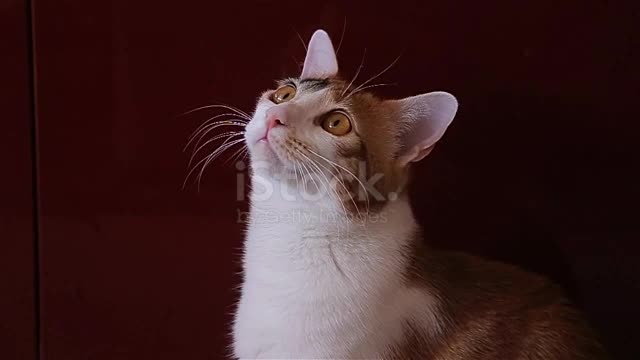 When The Cat Sees A Fly Stock Video - Download Video.mp4