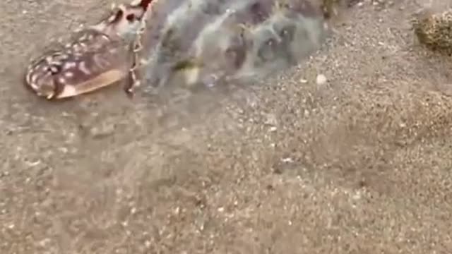 Funny video of beautiful pet dog at the seaside