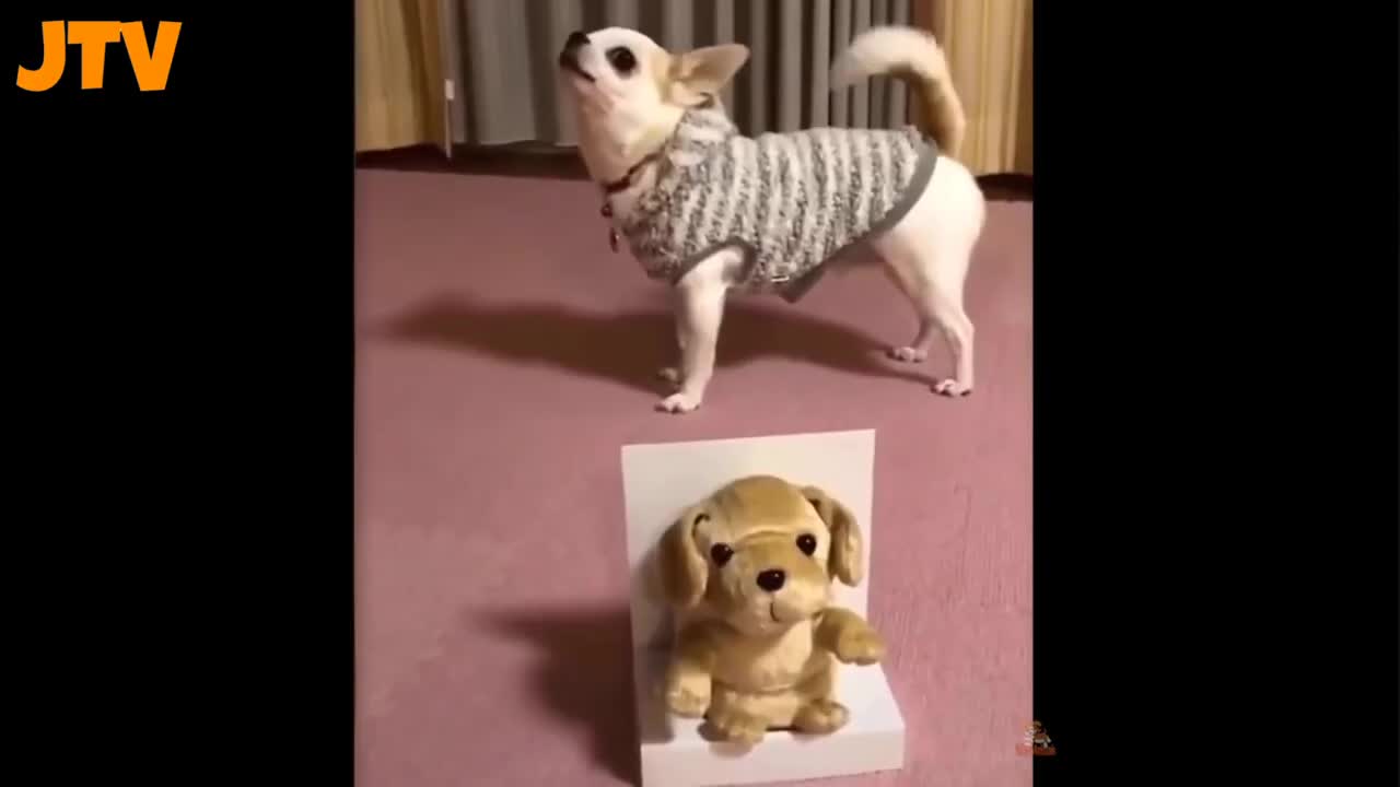 The most funny video cat and dog