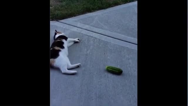 best of the 2021 funny animal vvideos this is the funnist and best video everi it is funny and cute