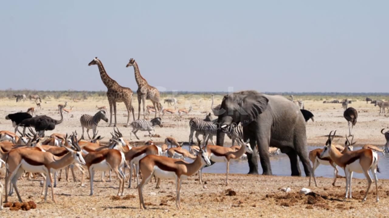 A big elephant playing with little birds.