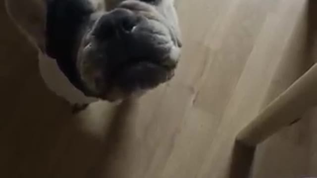 French Bulldog Pleading for Help