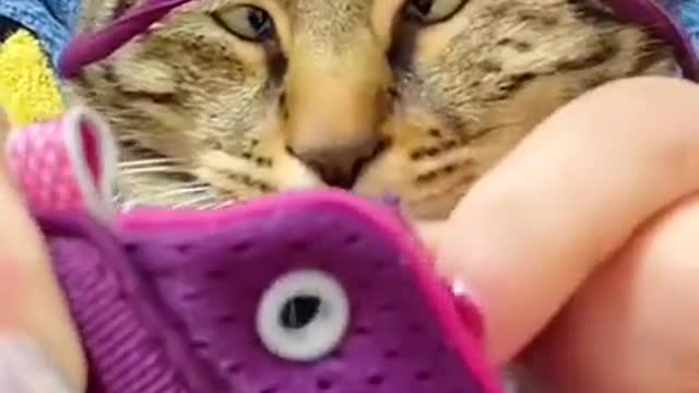 Cute Cat short Video #funnycat #shorts #princy