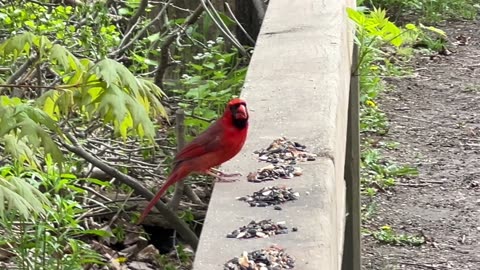 Busy Cardinal in a hurry looking for a mate