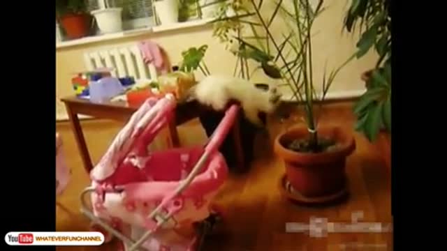 Funny_Cat_Vines_-_Short_Funny