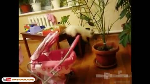 Funny_Cat_Vines_-_Short_Funny