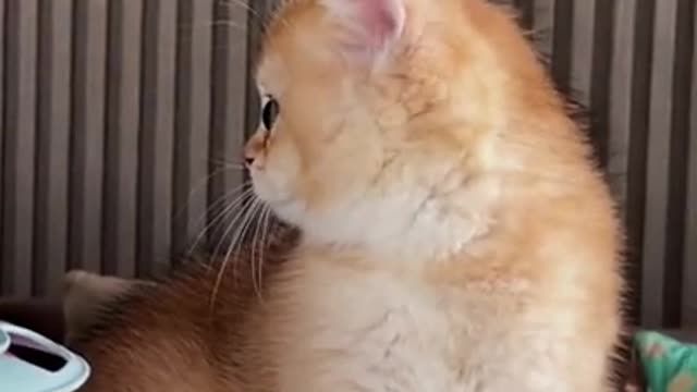 Funny Cat Cleaning Face # shorts