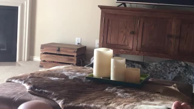 Black white dog jumps up and down in living room