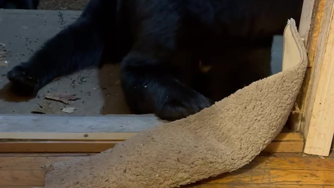 Sleepy Bear Tries To Hibernate In Rug