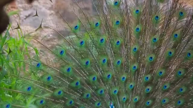 🦚Peacock beautiful